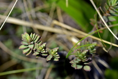 Pimelea oreophila