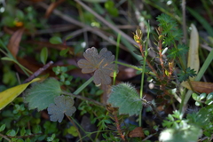 Geranium brevicaule