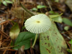 Leucocoprinus fragilissimus image