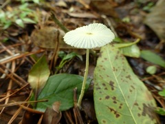 Leucocoprinus fragilissimus image