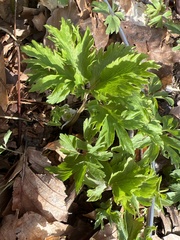 Anemonoides ranunculoides