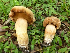 Tylopilus tabacinus