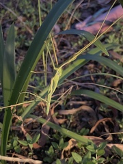 Didymuria virginea