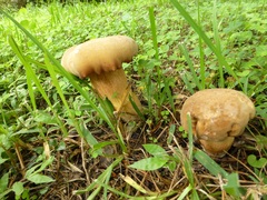Tylopilus tabacinus