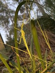 Didymuria virginea
