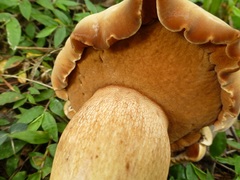 Tylopilus tabacinus