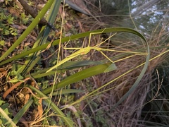 Didymuria virginea
