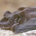 Moloney's Flat-headed Bat - Photo (c) Jakob Fahr, some rights reserved (CC BY-NC), uploaded by Jakob Fahr
