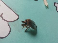 Nepomorpha