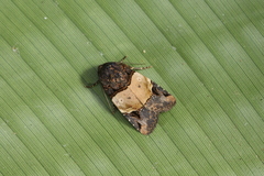 Hampsonodes naevia
