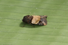 Hampsonodes naevia