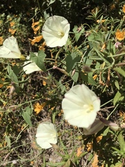 Calystegia subacaulis