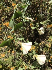 Calystegia subacaulis