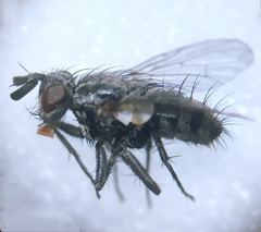 Triarthria setipennis