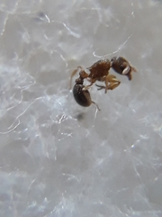Tetramorium smithi