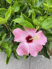 Hibiscus rosa-sinensis