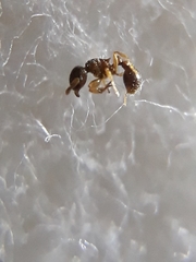 Tetramorium smithi