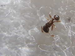Tetramorium smithi