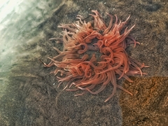 Paracondylactis sinensis