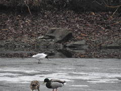 Chroicocephalus ridibundus