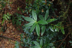 Acradenia frankliniae