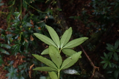 Acradenia frankliniae