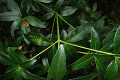 Acradenia frankliniae