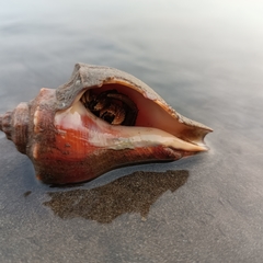 Volegalea cochlidium