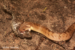 Duttaphrynus melanostictus