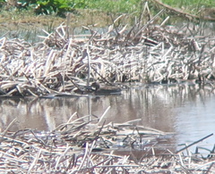 Tachybaptus ruficollis