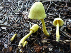 Leucocoprinus birnbaumii image