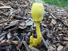 Leucocoprinus birnbaumii image