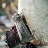 Proteuxoa cryphaea - Photo (c) cinclosoma, some rights reserved (CC BY-NC), uploaded by cinclosoma