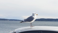 Larus argentatus smithsonianus