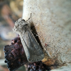 Proteuxoa cryphaea