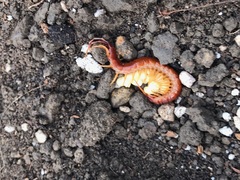 Scolopocryptops spinicaudus