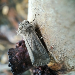 Proteuxoa cryphaea