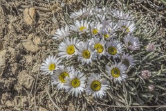 Asteraceae
