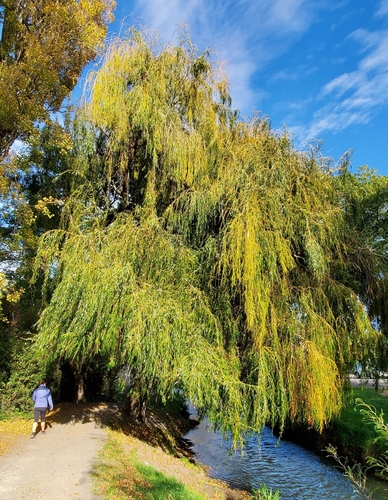 Salix babylonica — photo 5