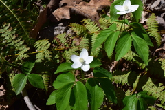 Anemonoides lancifolia