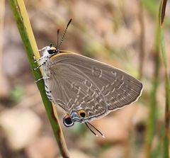 Pilodeudorix caerulea