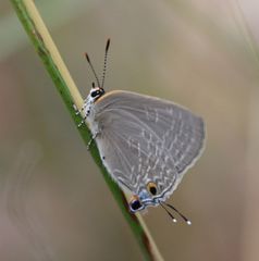 Pilodeudorix caerulea
