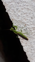 Odontomantis planiceps