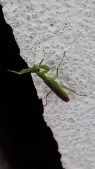 Odontomantis planiceps