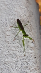 Odontomantis planiceps