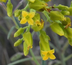 Kalanchoe paniculata