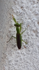 Odontomantis planiceps