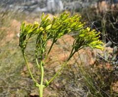 Kalanchoe paniculata