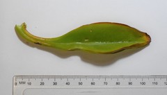 Kalanchoe paniculata