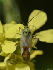 Reuterista instabilis